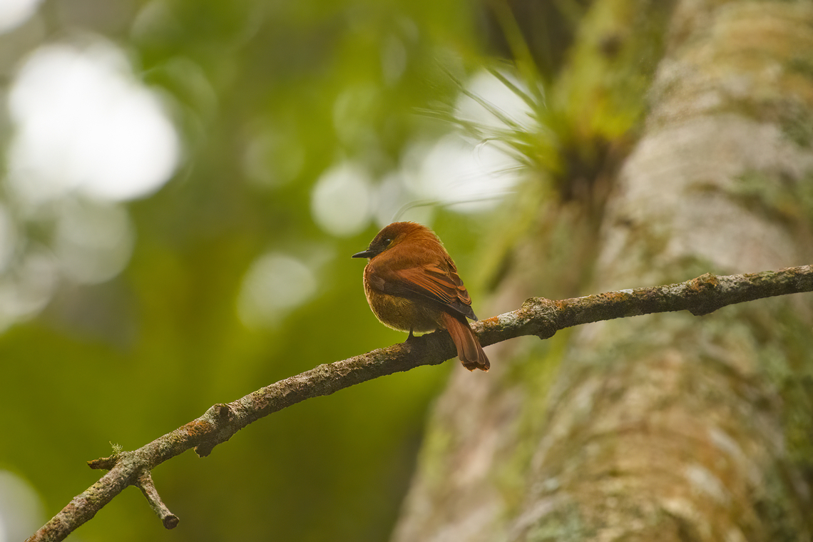 Pyrrhomyias cinnamomeus assimilis, Santa Marta, Colombia "assimilis" refers to this being the Santa Marta subspecies. Cinnamon flycatcher,Colombia,Colombia 2024,Fall,Geotagged,Pyrrhomyias cinnamomeus,Santa Marta,Sierra Nevada de Santa Marta,South America,World