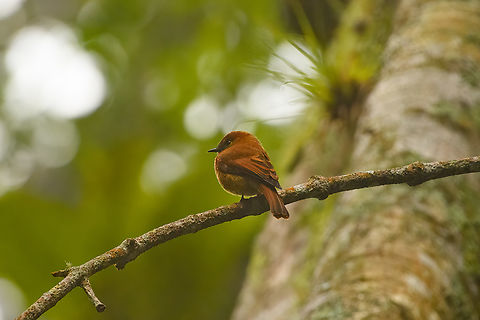 Pyrrhomyias cinnamomeus assimilis, Santa Marta, Colombia "assimilis" refers to this being the Santa Marta subspecies. Cinnamon flycatcher,Colombia,Colombia 2024,Fall,Geotagged,Pyrrhomyias cinnamomeus,Santa Marta,Sierra Nevada de Santa Marta,South America,World