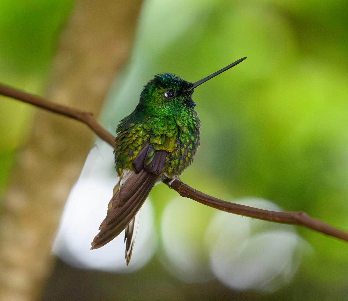 White-tailed Starfrontlet, Santa Marta, Colombia This species is endemic to the Santa Marta region. Later in the set I have photos that do a better job of showing the white tail after which it is named. Coeligena phalerata,Colombia,Colombia 2024,Fall,Geotagged,Santa Marta,Sierra Nevada de Santa Marta,South America,White-tailed starfrontlet,World