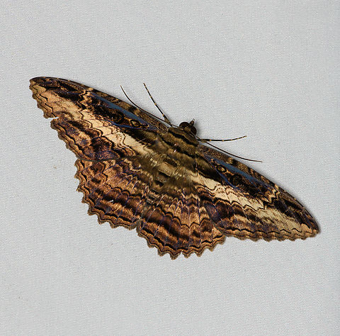 Feigeria buteo, Santa Marta, Colombia  Colombia,Colombia 2024,Fall,Feigeria buteo,Geotagged,Santa Marta,Sierra Nevada de Santa Marta,South America,World