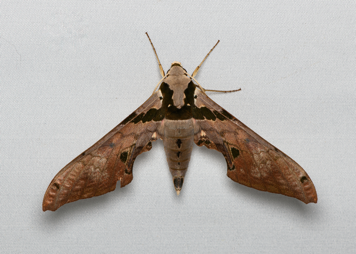 Adhemarius gannascus, Santa Marta, Colombia  Adhemarius gannascus,Colombia,Colombia 2024,Fall,Geotagged,Santa Marta,Sierra Nevada de Santa Marta,South America,World