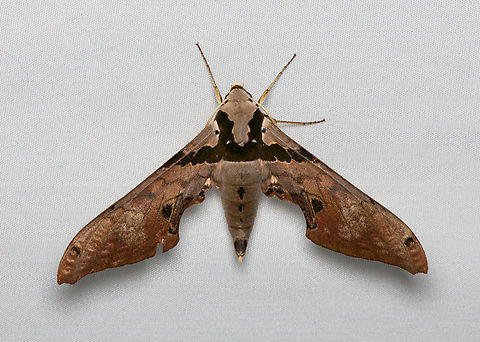 Adhemarius gannascus, Santa Marta, Colombia  Adhemarius gannascus,Colombia,Colombia 2024,Fall,Geotagged,Santa Marta,Sierra Nevada de Santa Marta,South America,World