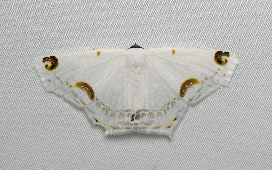 Sericoptera mahometaria, Santa Marta, Colombia  Colombia,Colombia 2024,Fall,Geotagged,Santa Marta,Sericoptera mahometaria,Sierra Nevada de Santa Marta,South America,World