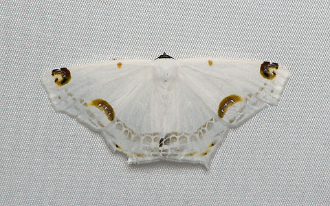 Sericoptera mahometaria, Santa Marta, Colombia  Colombia,Colombia 2024,Fall,Geotagged,Santa Marta,Sericoptera mahometaria,Sierra Nevada de Santa Marta,South America,World