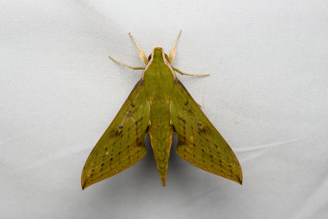 Xylophanes crotonis, Santa Marta, Colombia  Colombia,Colombia 2024,Fall,Geotagged,Santa Marta,Sierra Nevada de Santa Marta,South America,World,Xylophanes crotonis