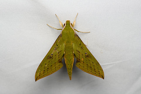 Xylophanes crotonis, Santa Marta, Colombia  Colombia,Colombia 2024,Fall,Geotagged,Santa Marta,Sierra Nevada de Santa Marta,South America,World,Xylophanes crotonis