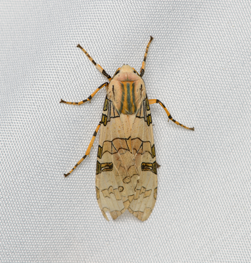 Halysidota schausi, Santa Marta, Colombia  Colombia,Colombia 2024,Fall,Geotagged,Halysidota schausi,Santa Marta,Schaus' Tussock Moth,Sierra Nevada de Santa Marta,South America,World