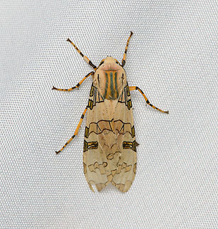 Halysidota schausi, Santa Marta, Colombia  Colombia,Colombia 2024,Fall,Geotagged,Halysidota schausi,Santa Marta,Schaus' Tussock Moth,Sierra Nevada de Santa Marta,South America,World