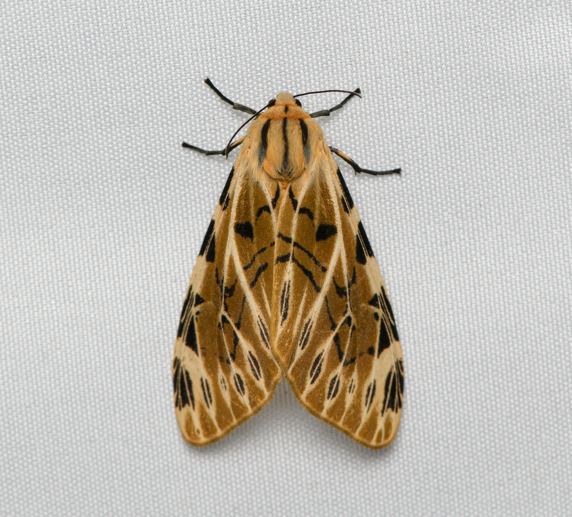 Fulvocompe nemophila, Santa Marta, Colombia  Colombia,Colombia 2024,Fall,Fulvocompe nemophila,Geotagged,Santa Marta,Sierra Nevada de Santa Marta,South America,World