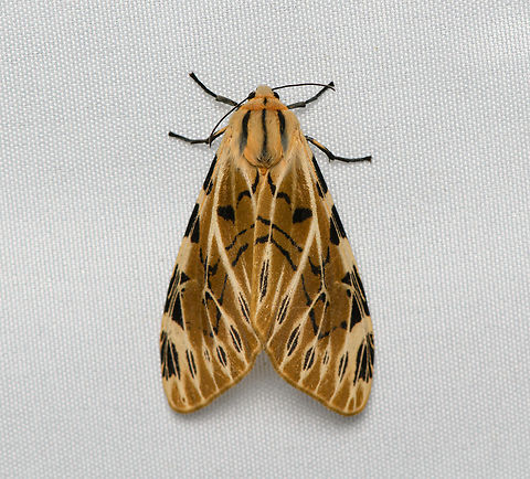 Fulvocompe nemophila, Santa Marta, Colombia  Colombia,Colombia 2024,Fall,Fulvocompe nemophila,Geotagged,Santa Marta,Sierra Nevada de Santa Marta,South America,World