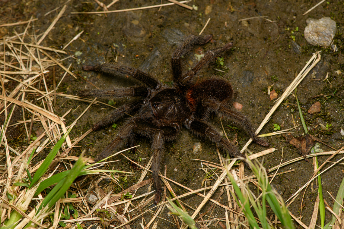 Kankuamo marquezi, Santa Marta, Colombia This species of tarantula is endemic to the Santa Marta region, but locally numerous.<br />
<br />
This is the only species in the world to feature type 7 urticating hairs. Urticating hairs are sword-like hairs that irritate or penetrate skin. Such hairs are found in tarantulas, some moth caterpillars and some plants such as nettle. Colombia,Colombia 2024,Fall,Geotagged,Kankuamo marquezi,Santa Marta,Sierra Nevada de Santa Marta,South America,World