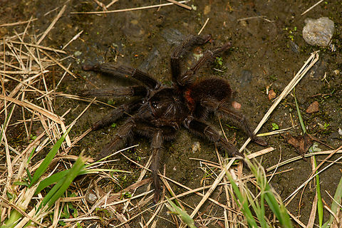 Kankuamo marquezi, Santa Marta, Colombia This species of tarantula is endemic to the Santa Marta region, but locally numerous.

This is the only species in the world to feature type 7 urticating hairs. Urticating hairs are sword-like hairs that irritate or penetrate skin. Such hairs are found in tarantulas, some moth caterpillars and some plants such as nettle. Colombia,Colombia 2024,Fall,Geotagged,Kankuamo marquezi,Santa Marta,Sierra Nevada de Santa Marta,South America,World