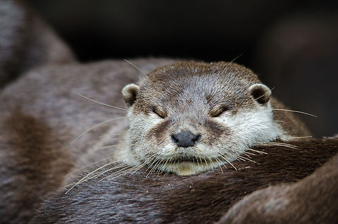Lazy Oriental small-clawed otter closeup, Epe Zoo  Epe,Europe,Geotagged,Netherlands,The Netherlands,Wissel