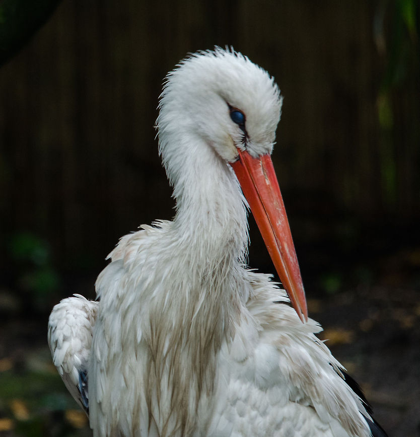 White Stork portrait, Epe Zoo  Ciconia ciconia,Epe,Europe,Geotagged,Netherlands,The Netherlands,White Stork,Wissel