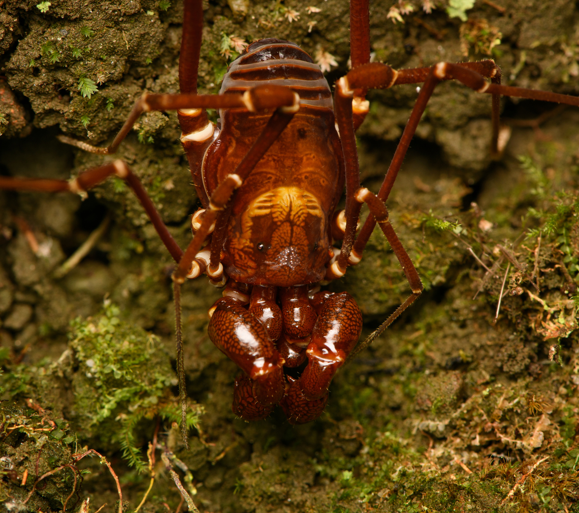 Phalangodus kuryi - closeup, Santa Marta, Colombia Endemic to Santa Marta, described in 2016.<br />
<figure class="photo"><a href="https://www.jungledragon.com/image/164407/phalangodus_kuryi_santa_marta_colombia.html" title="Phalangodus kuryi, Santa Marta, Colombia"><img src="https://s3.amazonaws.com/media.jungledragon.com/images/2/164407_thumb.jpg?AWSAccessKeyId=05GMT0V3GWVNE7GGM1R2&Expires=1767225610&Signature=RLQS85%2FH0hiXXjeA1qX6JM8exyI%3D" width="200" height="134" alt="Phalangodus kuryi, Santa Marta, Colombia Endemic to Santa Marta, described in 2016.<br />
https://www.jungledragon.com/image/164406/phalangodus_kuryi_-_closeup_santa_marta_colombia.html Colombia,Colombia 2024,Fall,Geotagged,Phalangodus kuryi,Santa Marta,Sierra Nevada de Santa Marta,South America,World" /></a></figure> Colombia,Colombia 2024,Fall,Geotagged,Phalangodus kuryi,Santa Marta,Sierra Nevada de Santa Marta,South America,World