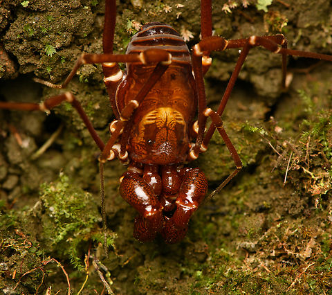 Phalangodus kuryi - closeup, Santa Marta, Colombia Endemic to Santa Marta, described in 2016.
https://www.jungledragon.com/image/164407/phalangodus_kuryi_santa_marta_colombia.html Colombia,Colombia 2024,Fall,Geotagged,Phalangodus kuryi,Santa Marta,Sierra Nevada de Santa Marta,South America,World