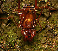 Phalangodus kuryi - closeup, Santa Marta, Colombia Endemic to Santa Marta, described in 2016.<br />
https://www.jungledragon.com/image/164407/phalangodus_kuryi_santa_marta_colombia.html Colombia,Colombia 2024,Fall,Geotagged,Phalangodus kuryi,Santa Marta,Sierra Nevada de Santa Marta,South America,World