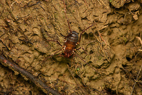 Phalangodus kuryi, Santa Marta, Colombia Endemic to Santa Marta, described in 2016.
https://www.jungledragon.com/image/164406/phalangodus_kuryi_-_closeup_santa_marta_colombia.html Colombia,Colombia 2024,Fall,Geotagged,Phalangodus kuryi,Santa Marta,Sierra Nevada de Santa Marta,South America,World