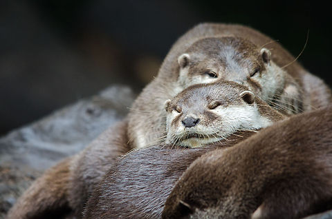 Oriental small-clawed otters sleeping on top of each other, Epe Zoo  Aonyx cinerea,Epe,Europe,Geotagged,Netherlands,Oriental small-clawed otter,The Netherlands,Wissel