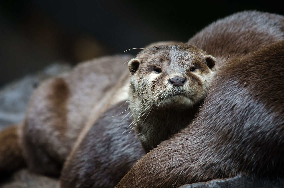 Oriental small-clawed otter rudely awakened, Epe Zoo  Aonyx cinerea,Epe,Europe,Geotagged,Netherlands,Oriental small-clawed otter,The Netherlands,Wissel