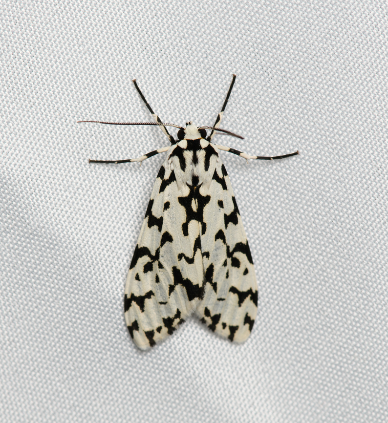 Eucereon tigrata, Santa Marta, Colombia  Colombia,Colombia 2024,Eucereon tigrata,Fall,Geotagged,Santa Marta,Sierra Nevada de Santa Marta,South America,World