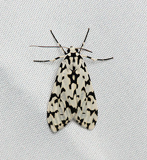 Eucereon tigrata, Santa Marta, Colombia  Colombia,Colombia 2024,Eucereon tigrata,Fall,Geotagged,Santa Marta,Sierra Nevada de Santa Marta,South America,World