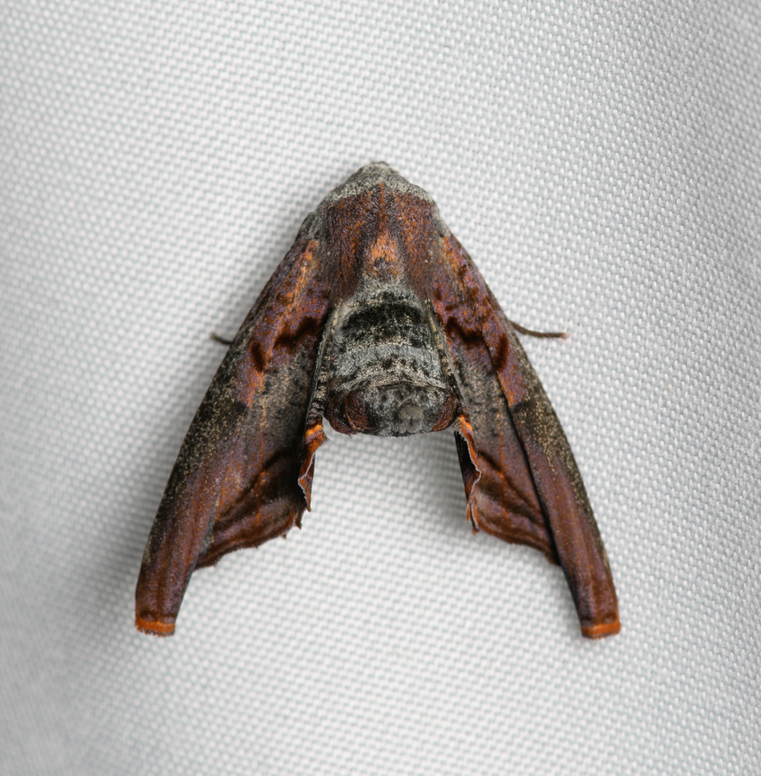 Pero sp., Santa Marta, Colombia Similar observation:<br />
<a href="https://www.inaturalist.org/photos/314282632" rel="nofollow">https://www.inaturalist.org/photos/314282632</a> Colombia,Colombia 2024,Fall,Geotagged,Santa Marta,Sierra Nevada de Santa Marta,South America,World