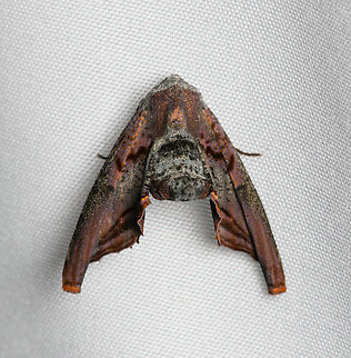 Pero sp., Santa Marta, Colombia Similar observation:
https://www.inaturalist.org/photos/314282632 Colombia,Colombia 2024,Fall,Geotagged,Santa Marta,Sierra Nevada de Santa Marta,South America,World