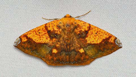 Acrosemia vulpecularia, Santa Marta, Colombia  Acrosemia vulpecularia,Colombia,Colombia 2024,Fall,Geotagged,Santa Marta,Scorched Beauty,Sierra Nevada de Santa Marta,South America,World