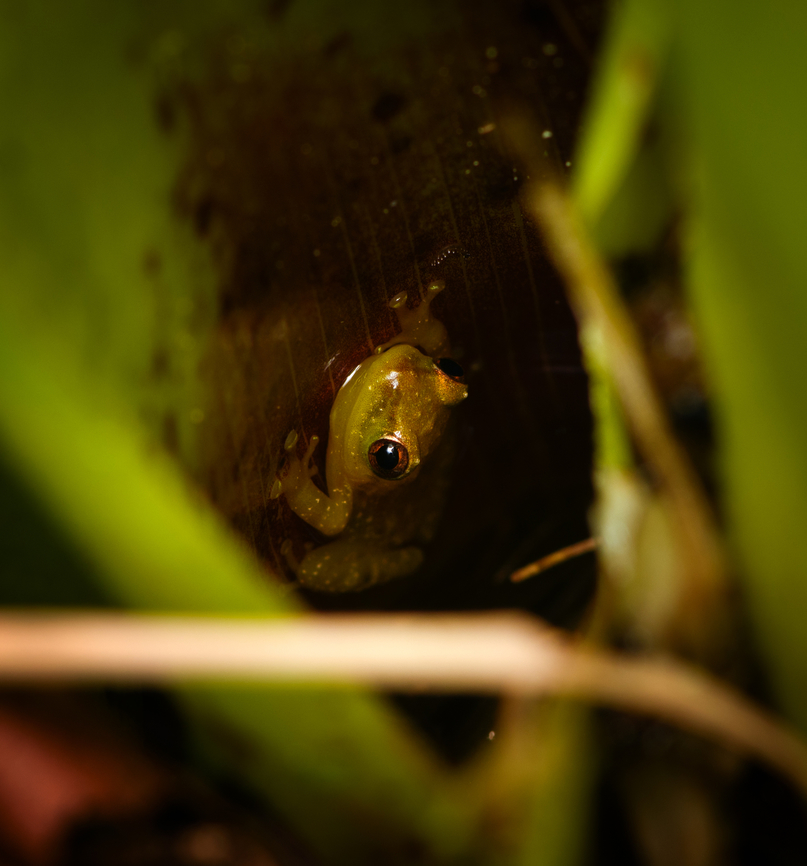Tachiramantis tayrona, Santa Marta, Colombia Sitting inside a bromeliad. Endemic to Santa Marta. Colombia,Colombia 2024,Fall,Geotagged,Santa Marta,Sierra Nevada de Santa Marta,South America,Tachiramantis tayrona,World