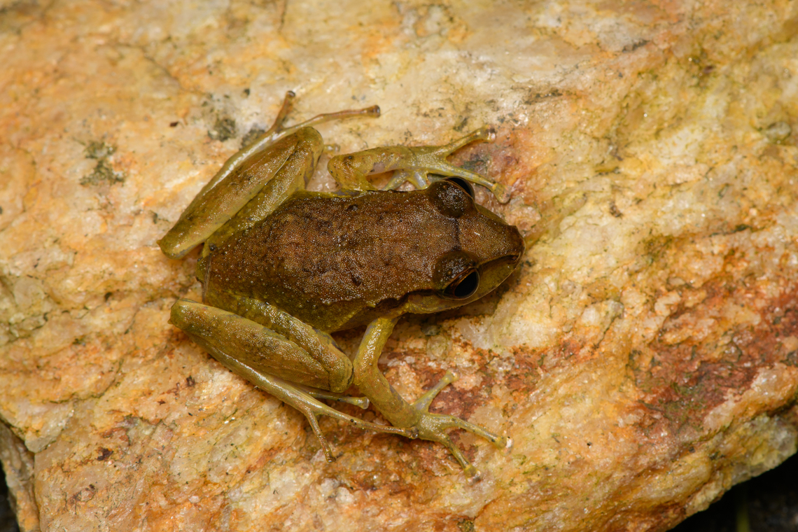 Serranobatrachus sanctaemartae, Santa Marta, Colombia ID confirmed by Andr&eacute;s Camilo Montes-Correa. Colombia,Colombia 2024,Fall,Geotagged,Santa Marta,Serranobatrachus sanctaemartae,Sierra Nevada de Santa Marta,South America,World