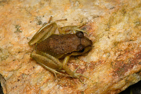 Serranobatrachus sanctaemartae, Santa Marta, Colombia ID confirmed by Andr&eacute;s Camilo Montes-Correa. Colombia,Colombia 2024,Fall,Geotagged,Santa Marta,Serranobatrachus sanctaemartae,Sierra Nevada de Santa Marta,South America,World