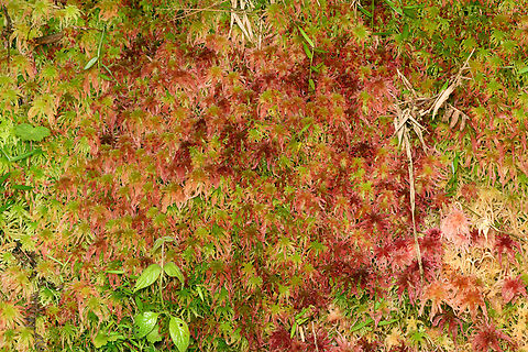 Sphagnum magellanicum, Santa Marta, Colombia A wall of colorful and soft moss commonly seen on the edges of roads around Santa Marta. Tentative ID. Colombia,Colombia 2024,Fall,Geotagged,Magellanic Bogmoss,Santa Marta,Sierra Nevada de Santa Marta,South America,Sphagnum magellanicum,World
