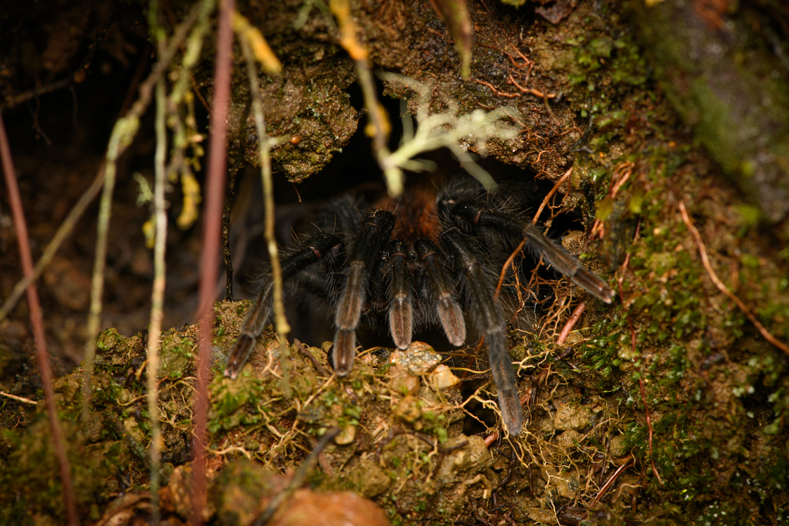 Kankuamo marquezi - frontal, Santa Marta, Colombia  Colombia,Colombia 2024,Fall,Geotagged,Kankuamo marquezi,Santa Marta,Sierra Nevada de Santa Marta,South America,World