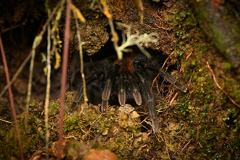 Kankuamo marquezi - frontal, Santa Marta, Colombia  Colombia,Colombia 2024,Fall,Geotagged,Kankuamo marquezi,Santa Marta,Sierra Nevada de Santa Marta,South America,World