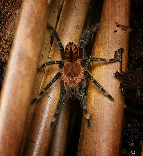 Kankuamo marquezi - juvenile, Santa Marta, Colombia Juvenile. Colombia,Colombia 2024,Fall,Geotagged,Kankuamo marquezi,Santa Marta,Sierra Nevada de Santa Marta,South America,World