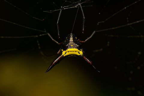 Micrathena kochalkai