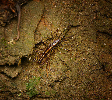 Sphendononema guildingii, Santa Marta, Colombia  Colombia,Colombia 2024,Fall,Geotagged,Santa Marta,Sierra Nevada de Santa Marta,South America,Sphendononema guildingii,World
