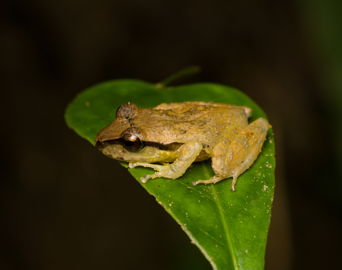 Serranobatrachus sanctaemartae on leaf, Santa Marta, Colombia  Colombia,Colombia 2024,Fall,Geotagged,Santa Marta,Serranobatrachus sanctaemartae,Sierra Nevada de Santa Marta,South America,World