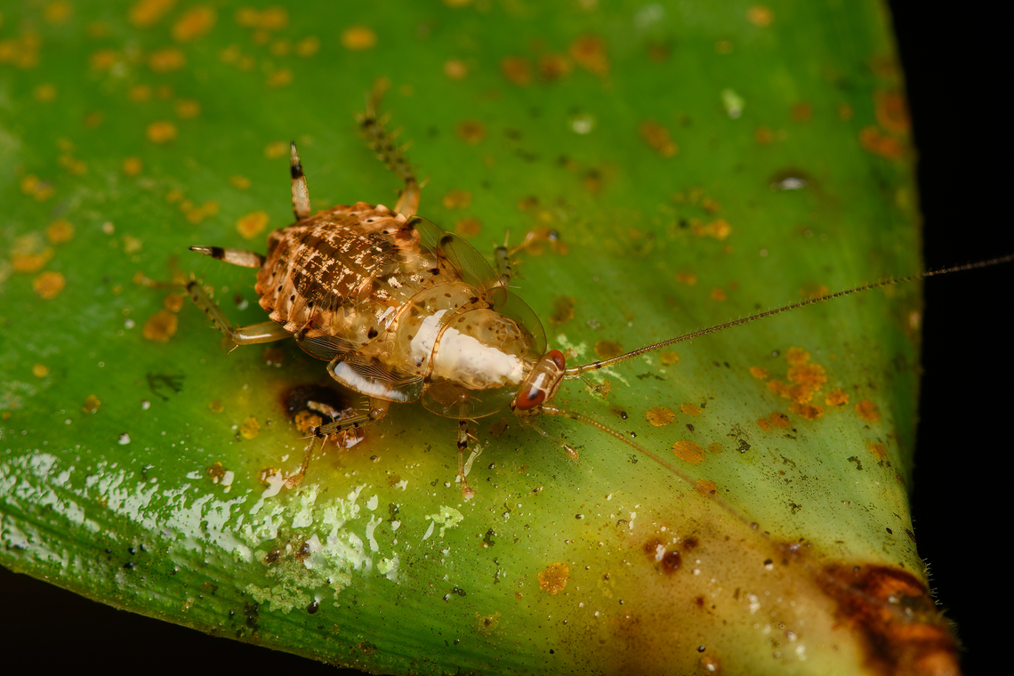 Cockroach, Santa Marta, Colombia Might be a juvenile. Colombia,Colombia 2024,Fall,Geotagged,Santa Marta,Sierra Nevada de Santa Marta,South America,World