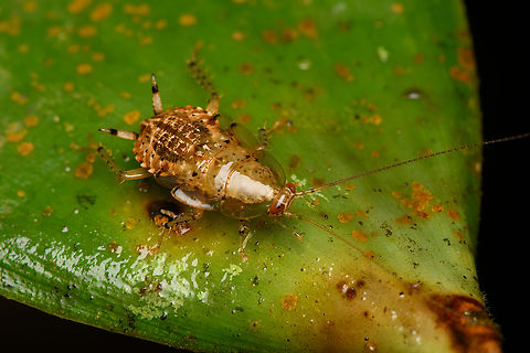 Cockroach, Santa Marta, Colombia Might be a juvenile. Colombia,Colombia 2024,Fall,Geotagged,Santa Marta,Sierra Nevada de Santa Marta,South America,World