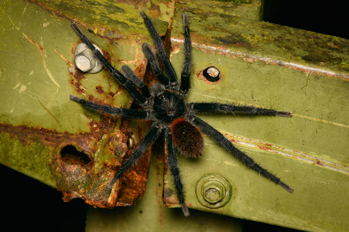 Kankuamo marquezi - on fence, Santa Marta, Colombia  Colombia,Colombia 2024,Fall,Geotagged,Kankuamo marquezi,Santa Marta,Sierra Nevada de Santa Marta,South America,World