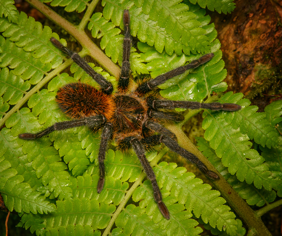 Kankuamo marquezi - on leaf, Santa Marta, Colombia  Colombia,Colombia 2024,Fall,Geotagged,Kankuamo marquezi,Santa Marta,Sierra Nevada de Santa Marta,South America,World