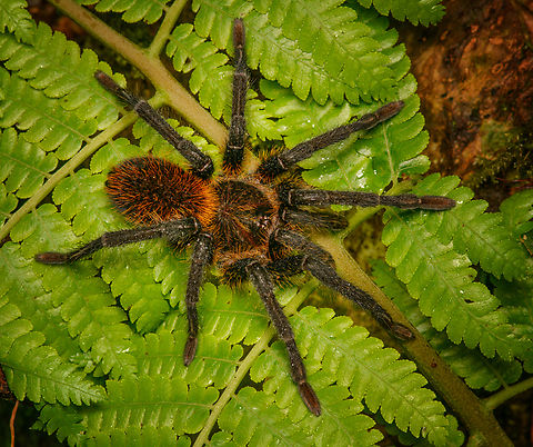 Kankuamo marquezi - on leaf, Santa Marta, Colombia  Colombia,Colombia 2024,Fall,Geotagged,Kankuamo marquezi,Santa Marta,Sierra Nevada de Santa Marta,South America,World