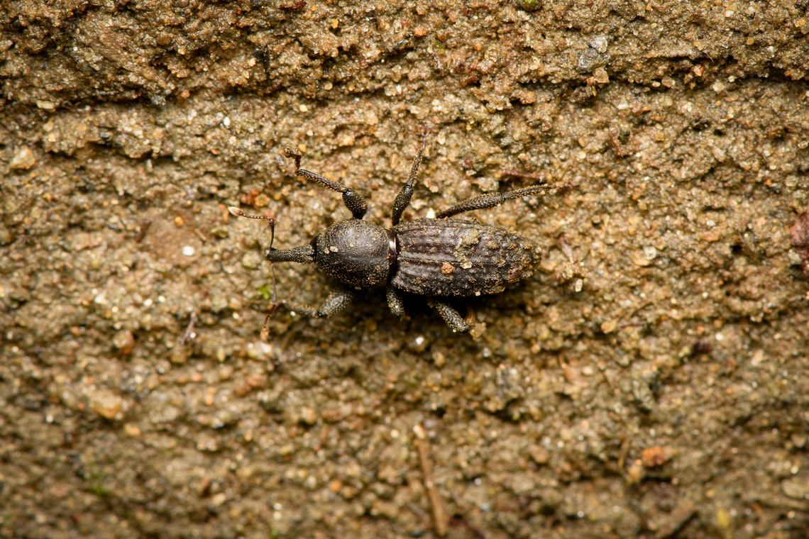 Snout weevil Anchonini, Santa Marta, Colombia Tiny. Colombia,Colombia 2024,Fall,Geotagged,Santa Marta,Sierra Nevada de Santa Marta,South America,World
