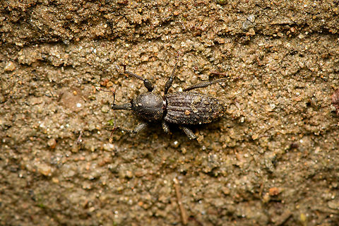 Snout weevil Anchonini, Santa Marta, Colombia Tiny. Colombia,Colombia 2024,Fall,Geotagged,Santa Marta,Sierra Nevada de Santa Marta,South America,World