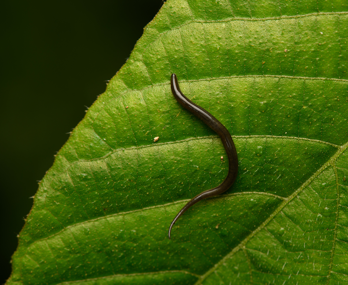 Land Planarian, Santa Marta, Colombia This might be Platydemus manokwari, which is originally from New Guinea but has spread across the Americas. Colombia,Colombia 2024,Fall,Geotagged,Santa Marta,Sierra Nevada de Santa Marta,South America,World