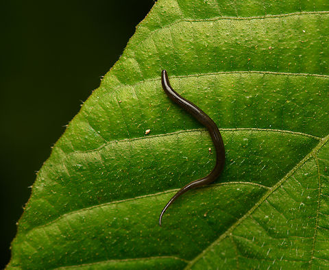 Land Planarian, Santa Marta, Colombia This might be Platydemus manokwari, which is originally from New Guinea but has spread across the Americas. Colombia,Colombia 2024,Fall,Geotagged,Santa Marta,Sierra Nevada de Santa Marta,South America,World