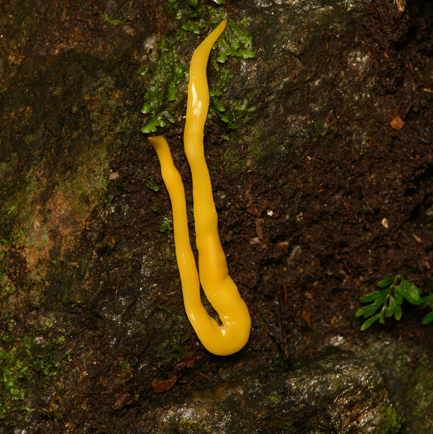 Yellow Land Planarian, Santa Marta, Colombia  Colombia,Colombia 2024,Fall,Geotagged,Santa Marta,Sierra Nevada de Santa Marta,South America,World
