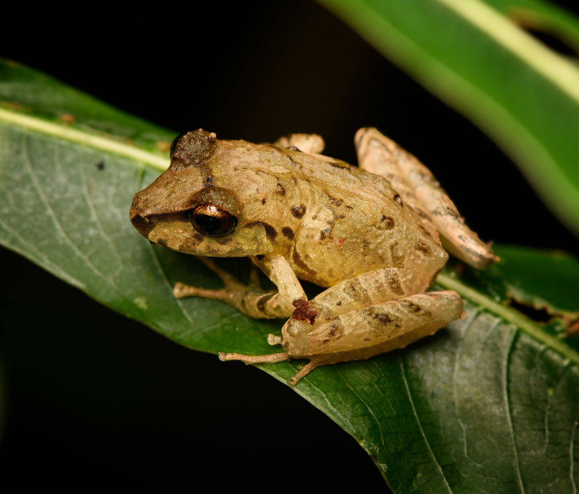Serranobatrachus sanctaemartae - closeup, Santa Marta, Colombia  Colombia,Colombia 2024,Fall,Geotagged,Santa Marta,Serranobatrachus sanctaemartae,Sierra Nevada de Santa Marta,South America,World